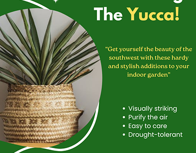 Buy Online Yucca Plant
