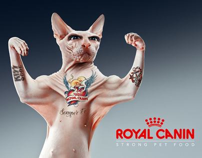 Royal Canin : semper fi Behance collaboration n° 6