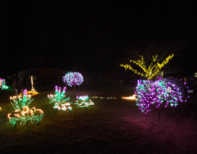 Bellevue Botanical Gardens - Garden d'Lights