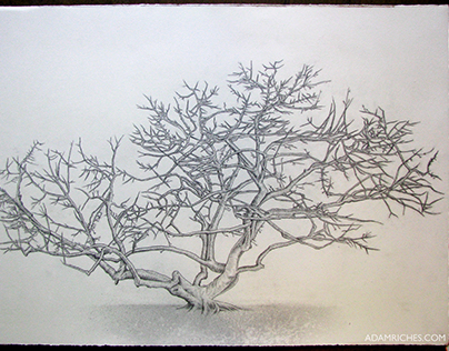 Kapok Tree Sketch