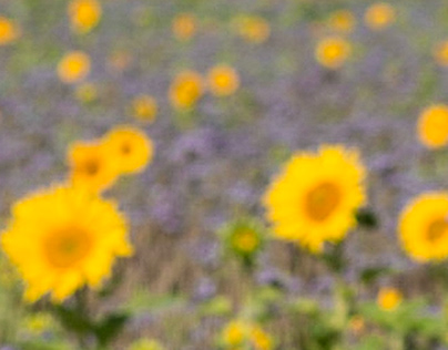 Sonnenblumen-Phacelia-Göttingen