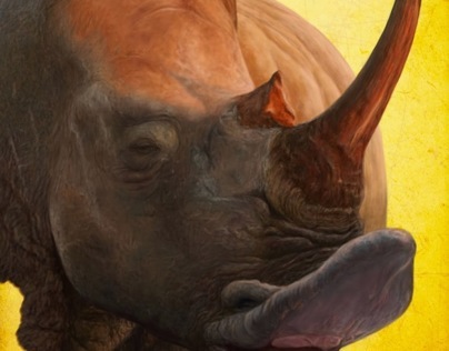Rinoceronte - Bocejos Africanos / Africa's Yawns