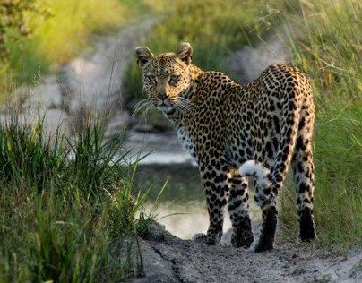 " Wild encounters " April, Botswana