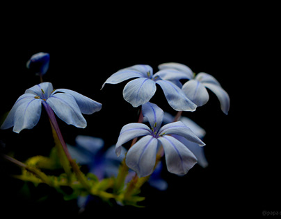 Bluish flowers
