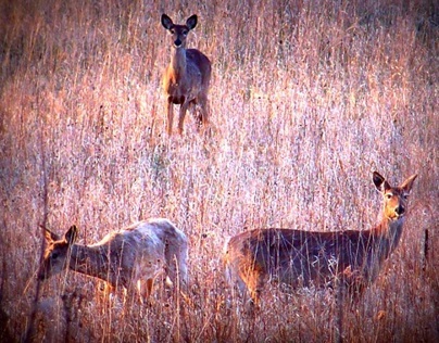 Deer In The Meadow