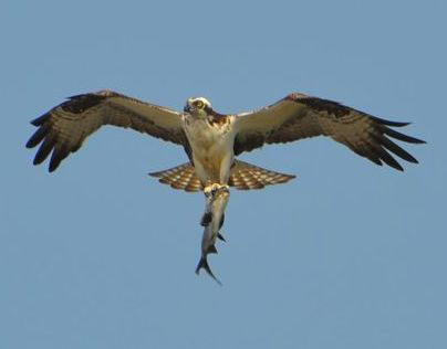 Osprey on the Patuxent River