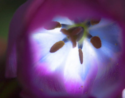 Tulipa noctiluca die "Tulpenlaterne"