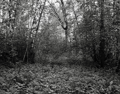 The forest in Siberia black and white colours III.