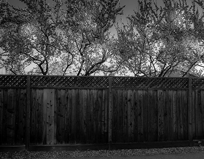 Fence with Trees