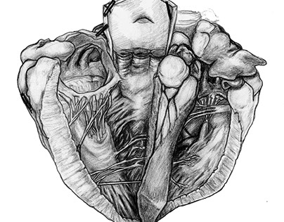 Sheep Heart Dissection Sketch