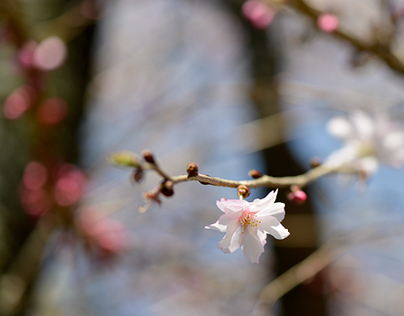 Cherry bloom 2014