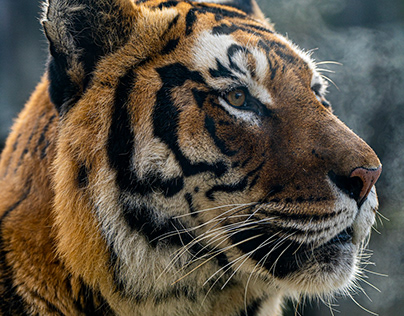 Bengal Tiger - Wildlife Photoshoot