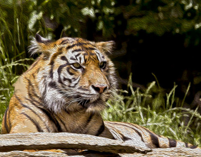 Tropical Gardens, Miami Tiger at Miami zoo