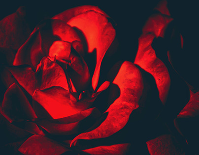 Project thumbnail - Pure Softness. Roses in the Moonlight