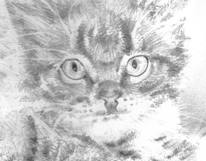 Kitten Illustration