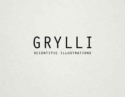 Grylli - Scientific Illustrations