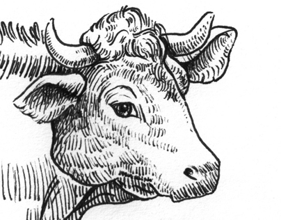 Animal Illustrations for Swiss Butchery