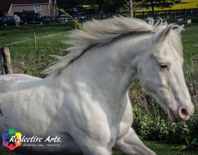 18 year old Welsh pony Portrait Shoot