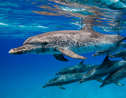 Dolphin in the Bahamas