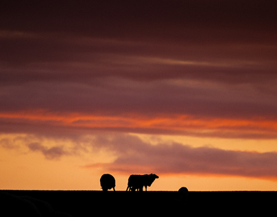 Lamb on Dinas Island