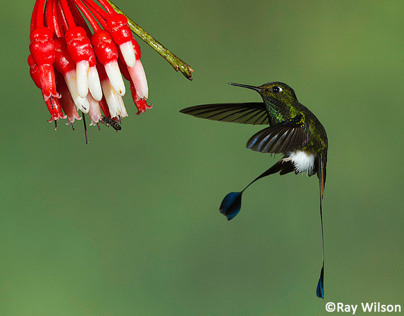 Hummingbirds of Ecuador