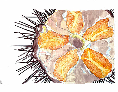 Sea Urchin for Restaurant Menu