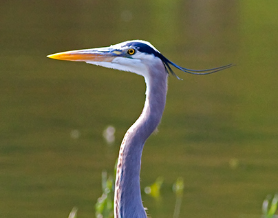 Great Blue Herons as taken on the Mississippi River