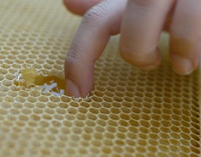 Kinfolk Video: Honey Harvest