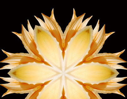 Flower Mandalas 06