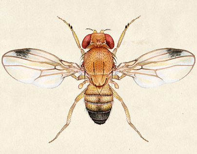 Drosophila biarmipes