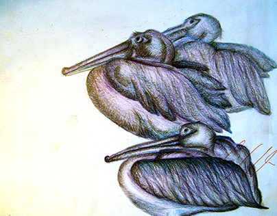 pelican studies