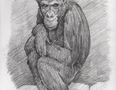 Dibujo a lápiz de mono en cartulina Fabriano