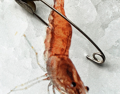 a shrimp artwork