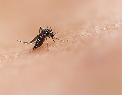 Nathalia Belletato comenta os casos de dengue