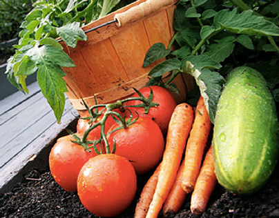 Simple Vegetable Garden Tips for Beginners - Blog