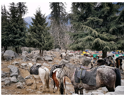 Horses in Solang Valley
