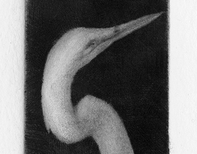 Egret | Mezzotint
