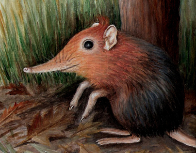 Sniffy the Shrew