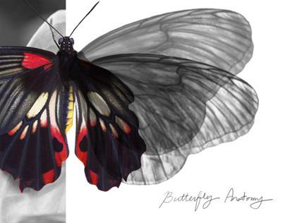 Senior collection - Butterfly anatomy (portfolio part)