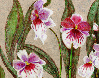 Orchids on toned paper