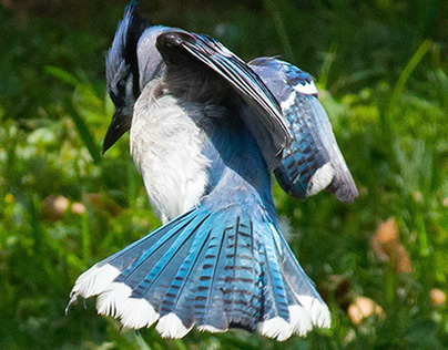 The Blue Jay