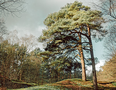 The forests and trees of the British Countryside.