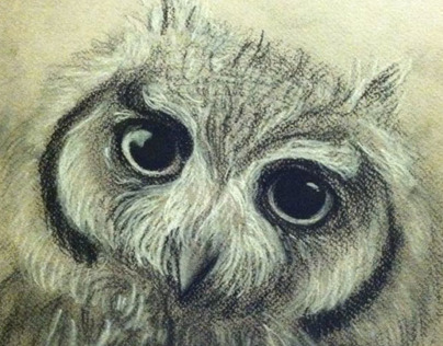 Fluffy Little Owl