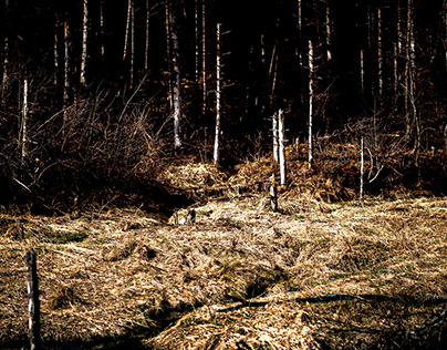 Vanishing forest and beavers