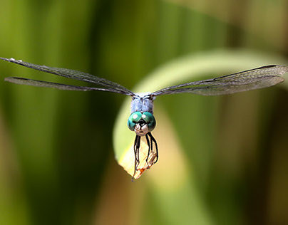 Arizona Dragonflies