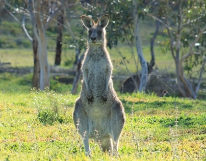     Australian Marsupials
