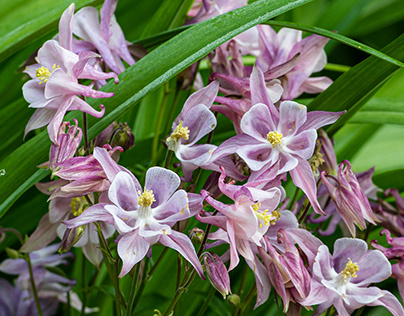 Columbine and Other Beauties