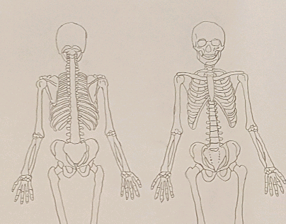 anatomy skeletons and muscles