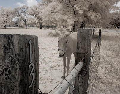 Infrared in Texas