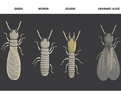 Educational Interactive Insects App